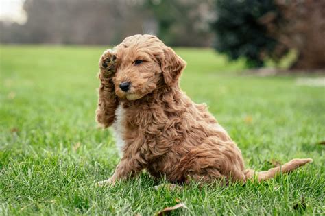 doodleaid|doodles poodles adoption and rehome.